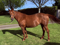 Vente de cheval : ARAMIS-THA�S